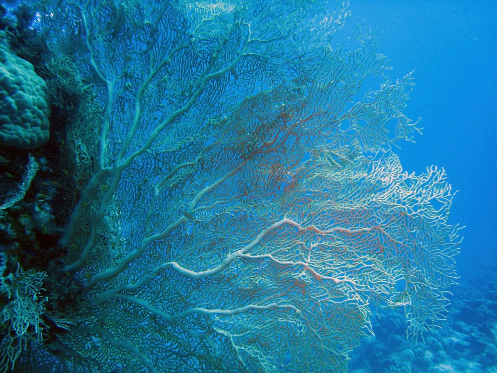 Diving in Phu Quoc