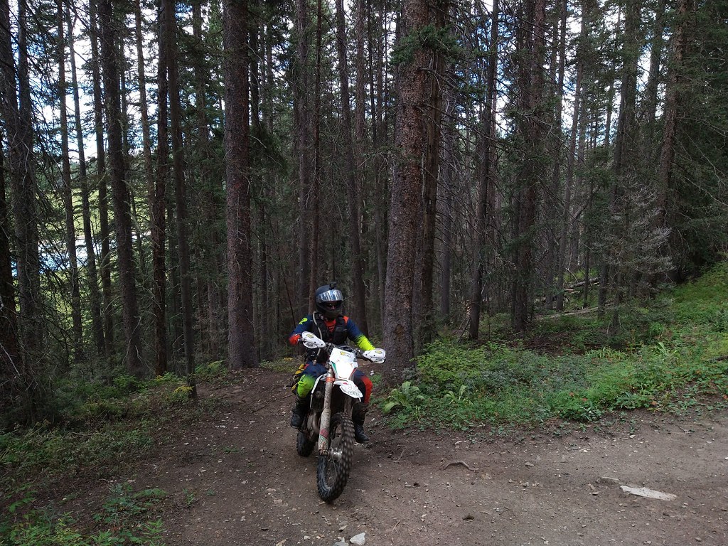 Shady forest tracks